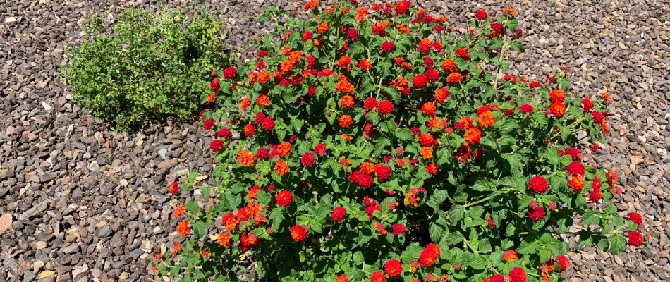 Rock installed for landscape bed in Gilbert, AZ.