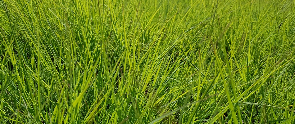 Ryegrass grown lawn in Chandler, AZ.