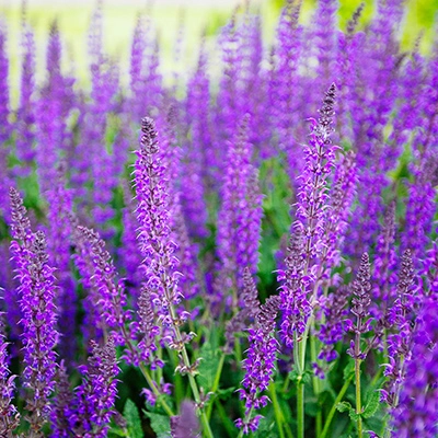 Salvia planting in Chandler, AZ.