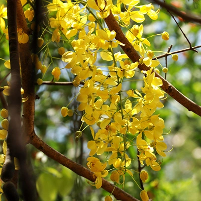 Senna flowerings growing in Mesa, AZ.