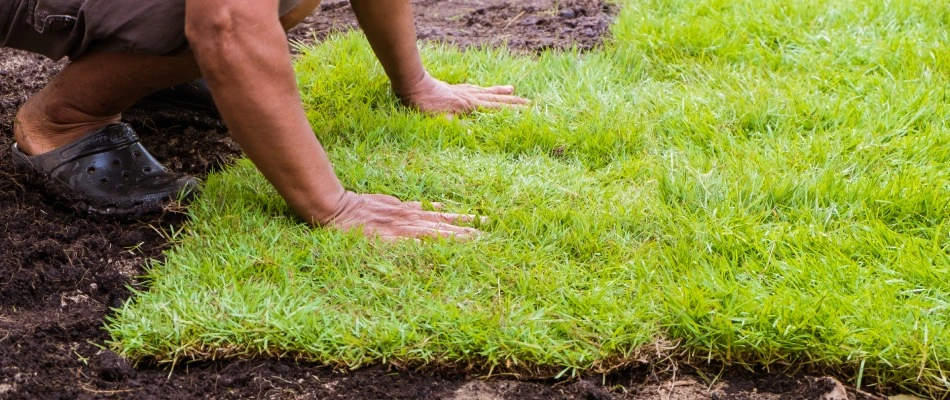 Professional installing sod for lawn in Chandler, AZ.