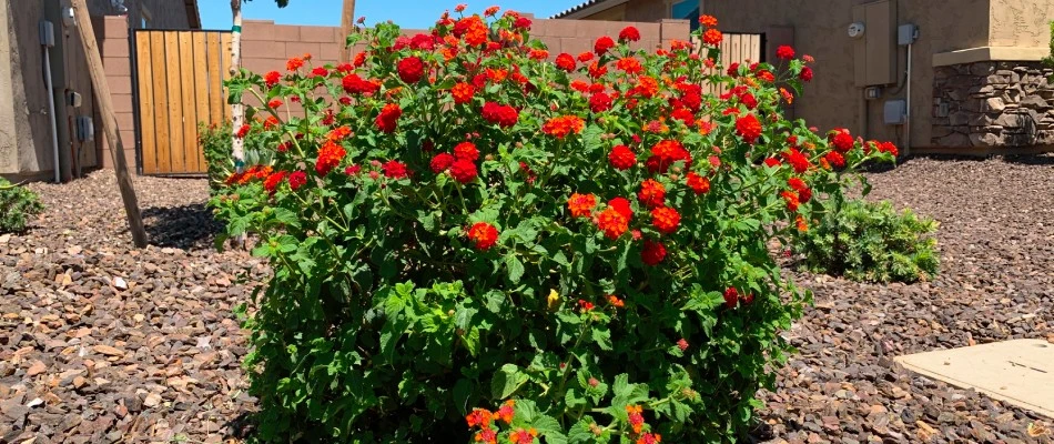 Planting for softscape bed in Gilbert, AZ.