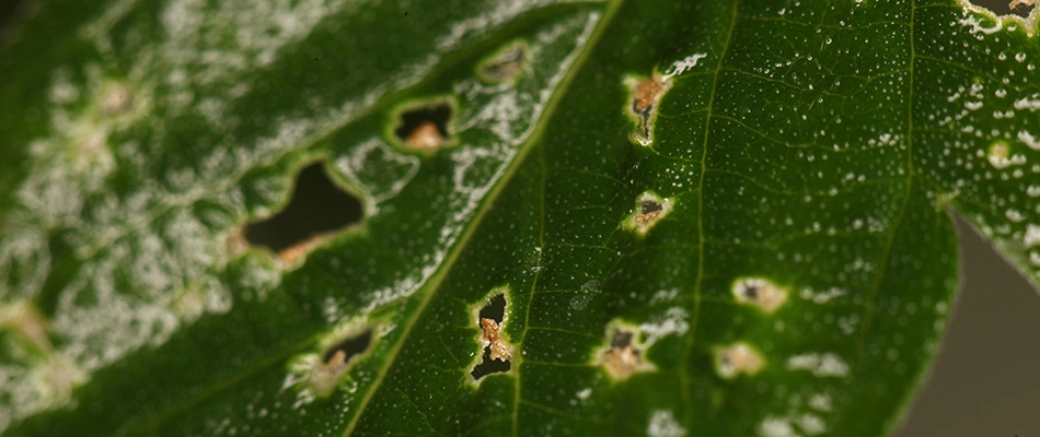 Spider mite damage found on a leaf in a customer's property in Gilbert, AZ.