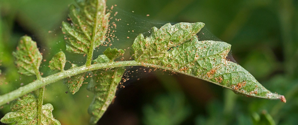 Spider mite infestation found on leaves on in Mesa, AZ.