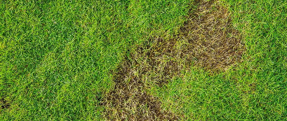 Spongey lawn from grub infestation in Gilbert, AZ.