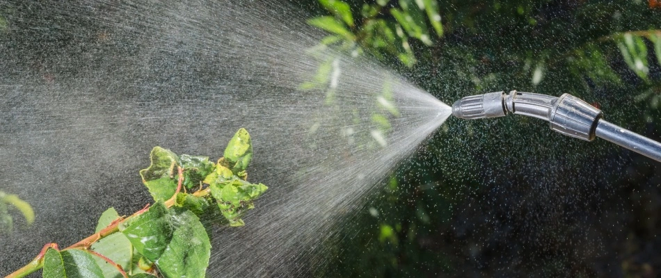 Spraying trees and shrubs in landscaping with fertilizer treatments in Queens Creek, AZ.