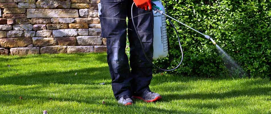 Spraying for fleas and ticks in a yard near Chandler, AZ.