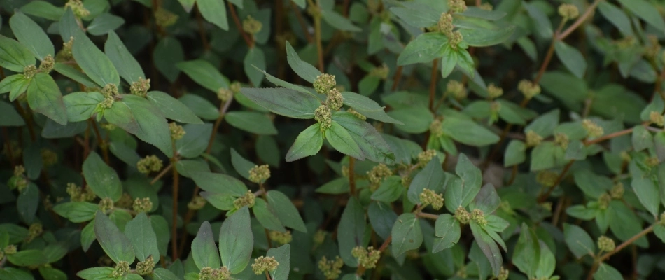 Spurge weeds growing in landscape bed in Mesa, AZ.