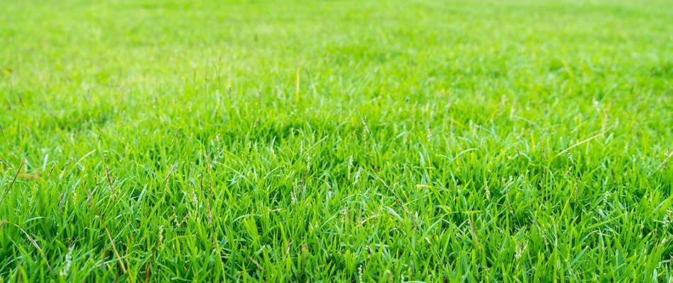 Tall green and healthy grass in Gilbert, AZ.