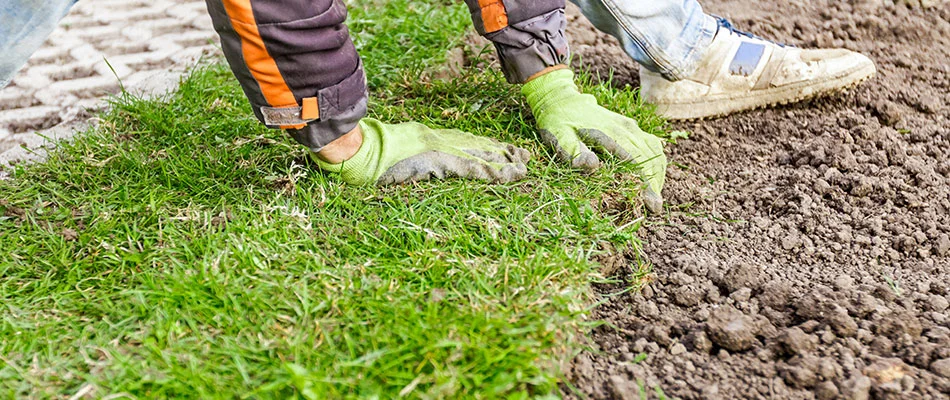 Technician installing new sod in Mesa, AZ.