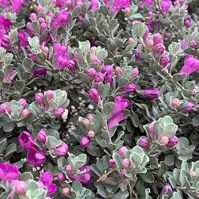 Texas sage shrub growing in landscape in Chandler, TX.