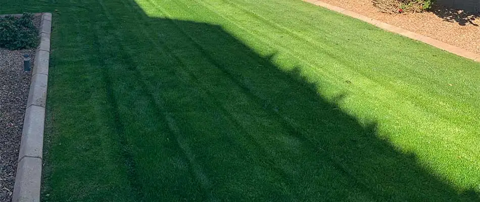 Thick, weed-free lawn at a home in Chandler, AZ.