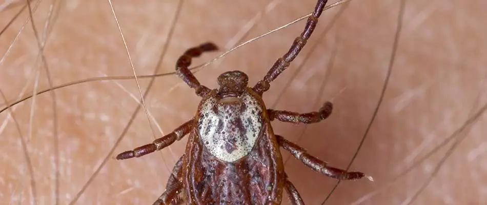 A tick crawling on a person's arm near Mesa, AZ.
