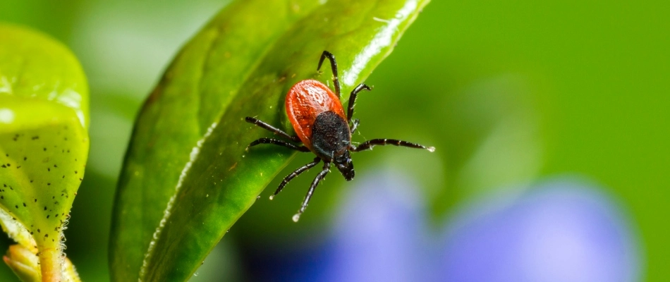 Tick found jumping from plant in Gilbert, AZ.