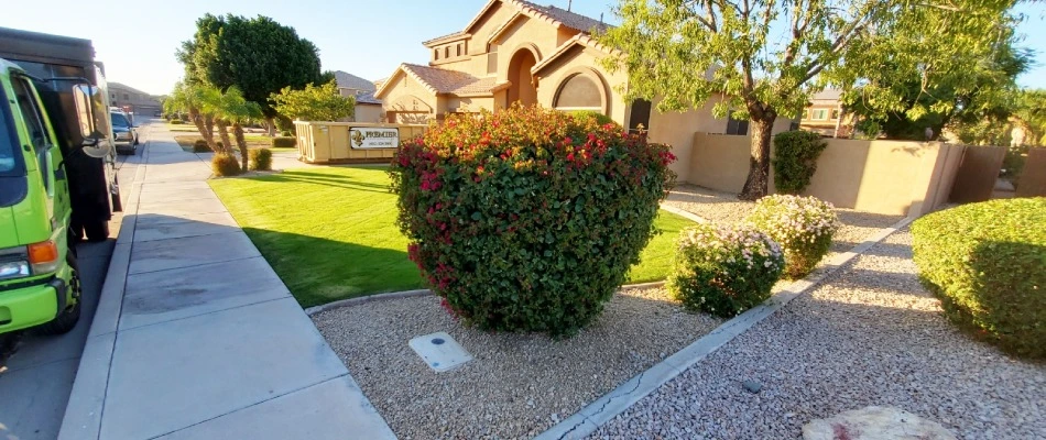 Trimmed shrubs in landscape bed by Little John's in Chandler, AZ.