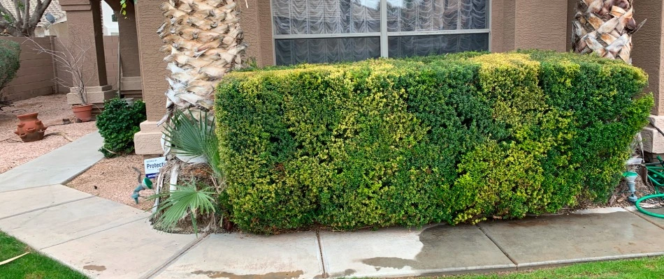 Trimmed bushes in Mesa, AZ.