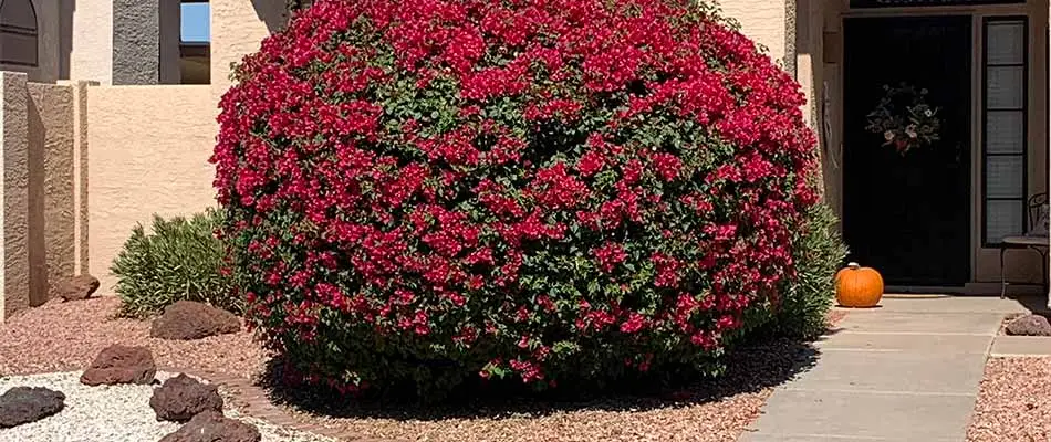 Trimmed flowering bush near Gilbert, AZ.