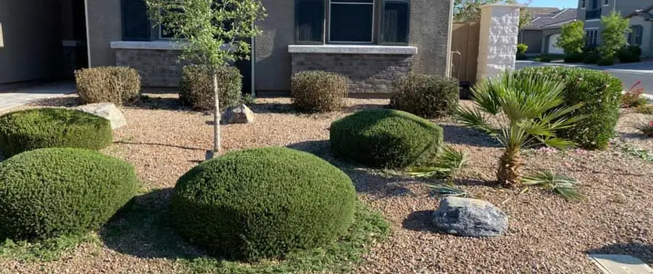 Trimmed landscape shrubs in Chandler, AZ.