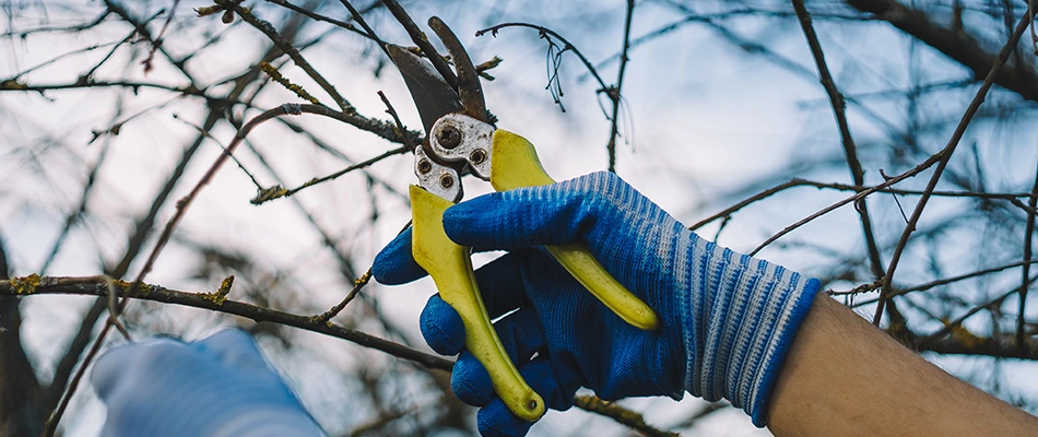 Trimming branch from tree in Mesa, AZ.