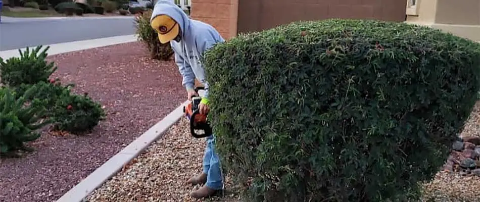 Trimming landscape shrubs at a home in Chandler, AZ.