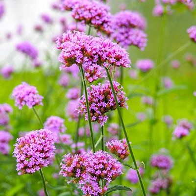 Verbena flowers growing in Gilbert, AZ.