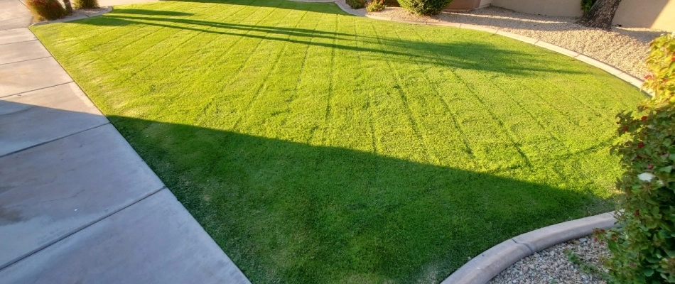 Vibrant lawn with mowing patterns added in Gilbert, AZ.