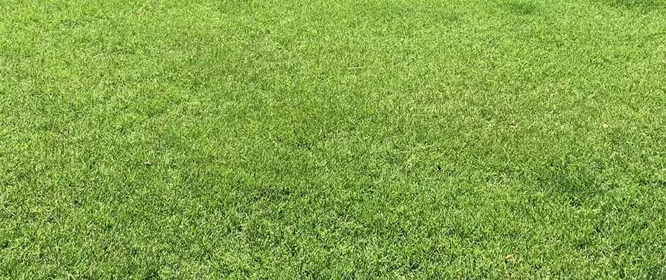 Well fertilized lawn in Gilbert, AZ.