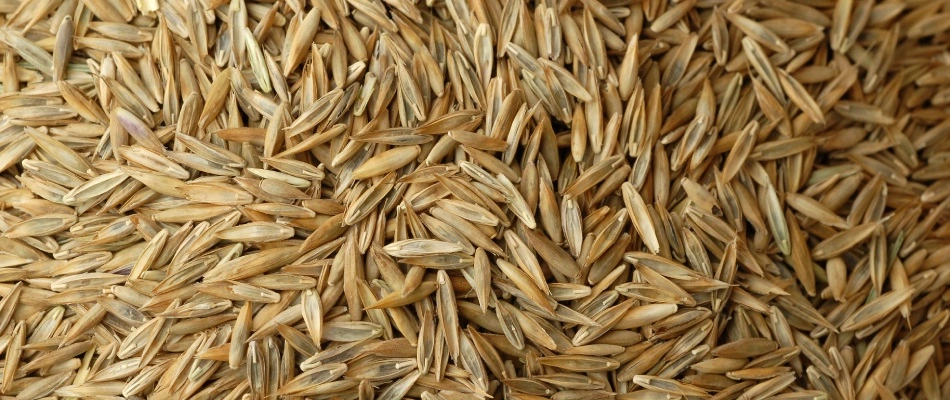 Winter ryegrass seeds in Gilbert, AZ.