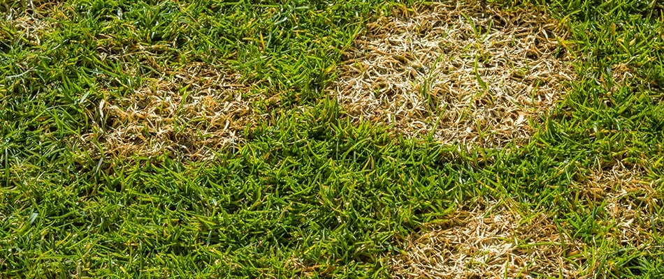 Wire stem infected lawn in Gilbert, AZ.