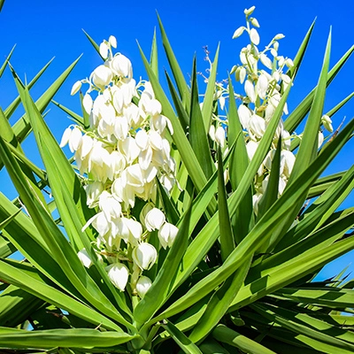 Yucca plant in Chandler, AZ.