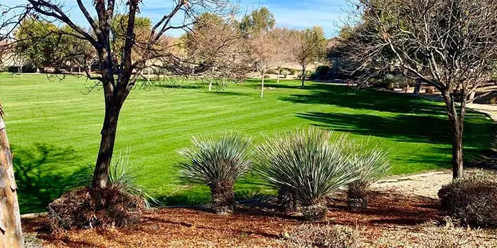 Large yard in Chandler, AZ with regular maintenance.
