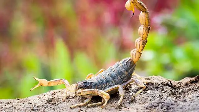 A scorpion on a rock near Gilbert, AZ.