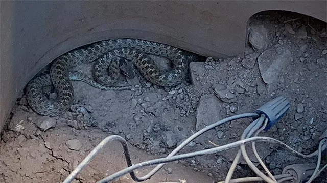 A snake curled up in an irrigation installation near Queen Creek, AZ.