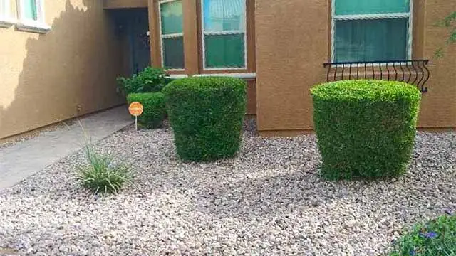Trimmed and pruned landscape bushes in Chandler, AZ.
