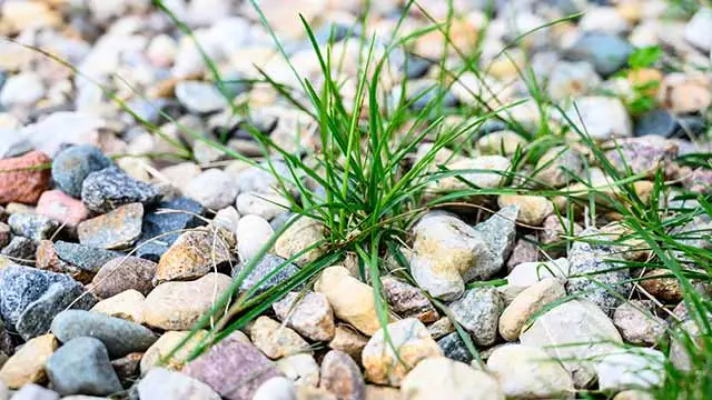 Landscape bed requiring weed control service in Gilbert, AZ.